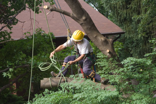 How Our Tree Care Process Works  in  Lawrenceburg, KY