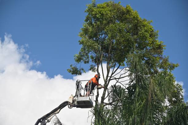 Professional Tree Care in Lawrenceburg, KY