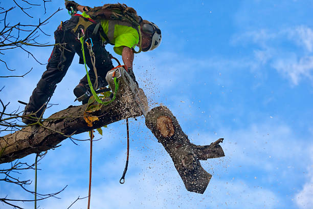 Best Tree Disease Treatment  in Lawrenceburg, KY