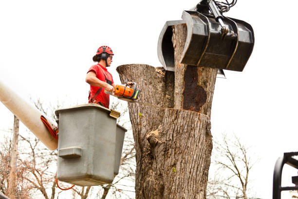 Best Tree Cabling and Bracing  in Lawrenceburg, KY