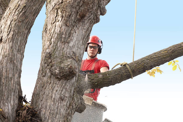 Best Pest Control for Lawns  in Lawrenceburg, KY